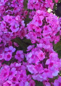 Phlox paniculata 'Flame Pink'